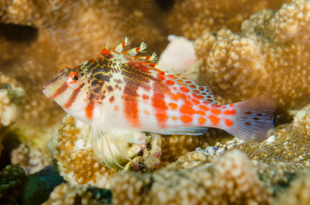 Imagem do Peixe Falcão